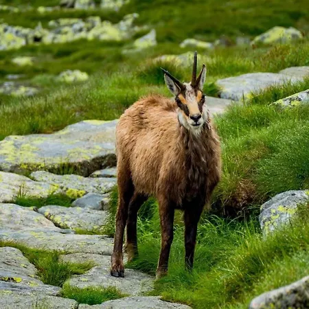 Tatra Diamond 70m2 V Centre Appartement